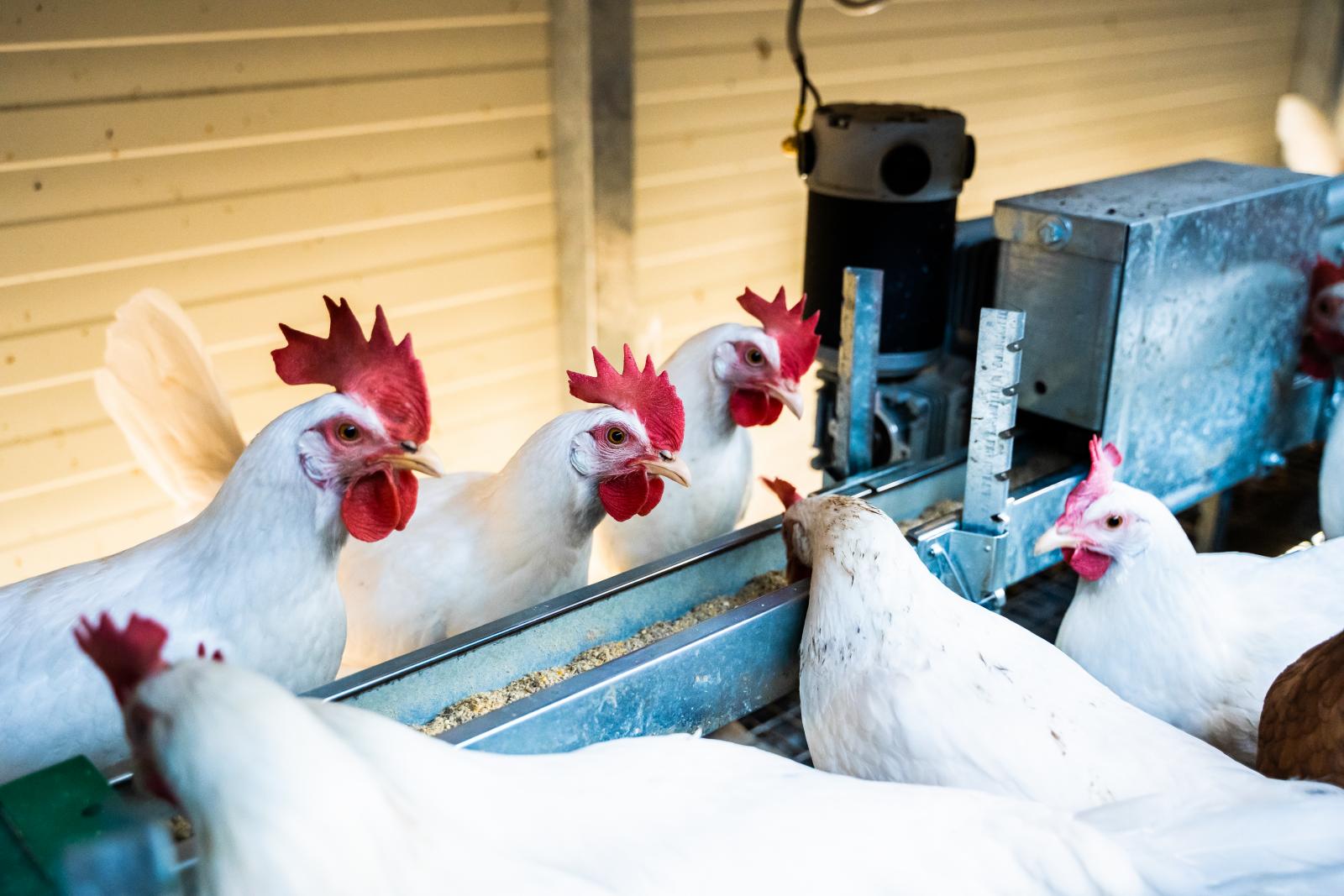 Hühner im Mobilstall Landwirtschaft